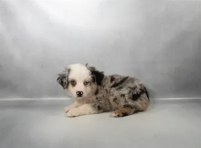 Female Mini Aussie puppy for sale at Puppies Plus - Melbourne.