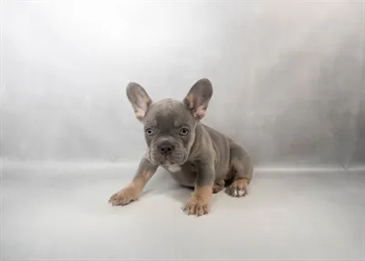 Male French Bulldog puppy for sale at Puppies Plus - Melbourne.