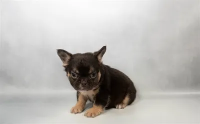 Female French Bulldog puppy for sale at Puppies Plus - Melbourne.