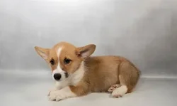 Female Pembroke Welsh Corgi puppy for sale at Puppies Plus - Melbourne.