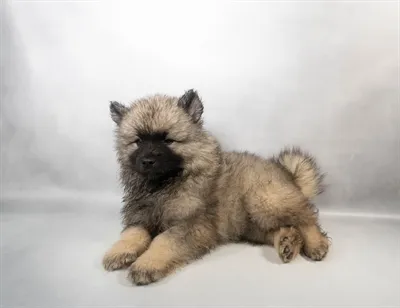 Male Keeshond puppy for sale at Puppies Plus - Melbourne.