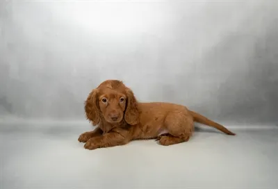 Male Dachshund puppy for sale at Puppies Plus - Melbourne.