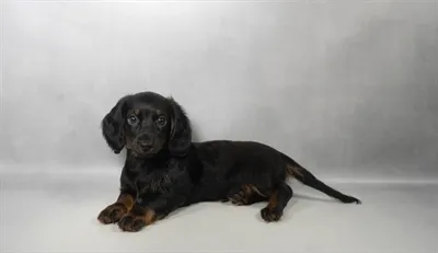 Male Dachshund puppy for sale at Puppies Plus - Melbourne.