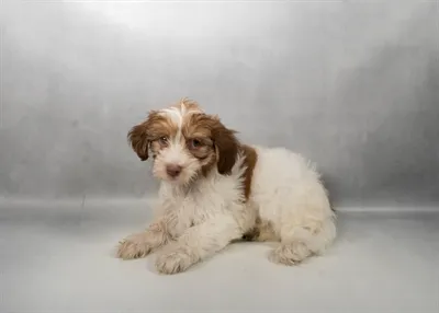 Female Havanese puppy for sale at Puppies Plus - Melbourne.