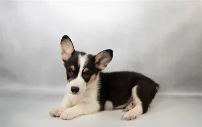 Male Pembroke Welsh Corgi puppy for sale at Puppies Plus - Melbourne.