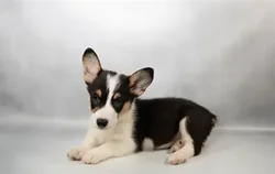 Male Pembroke Welsh Corgi puppy for sale at Puppies Plus - Melbourne.