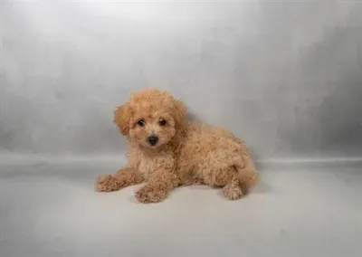 Female Pom-A-Poo puppy for sale at Puppies Plus - Melbourne.