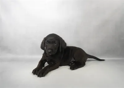 Female Labrador Retriever puppy for sale at Puppies Plus - Melbourne.