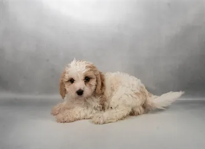 Female Cavachon puppy for sale at Puppies Plus - Melbourne.