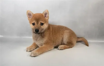 Male Shiba Inu puppy for sale at Puppies Plus - Melbourne.
