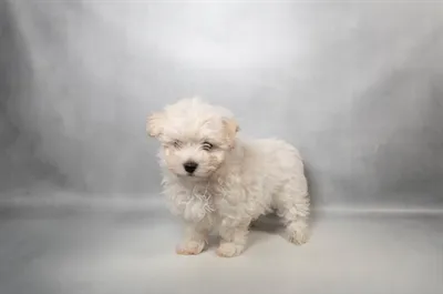 Female Maltese puppy for sale at Puppies Plus - Melbourne.