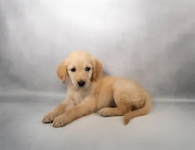 Female Golden Retriever puppy for sale at Puppies Plus - Melbourne.