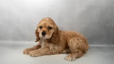 Male Cockalier puppy for sale at Puppies Plus - Melbourne.
