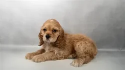 Male Cockalier puppy for sale at Puppies Plus - Melbourne.
