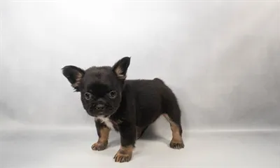 Female French Bulldog puppy for sale at Puppies Plus - Melbourne.