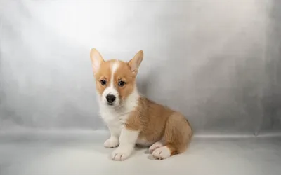 Male Pembroke Welsh Corgi puppy for sale at Puppies Plus - Melbourne.