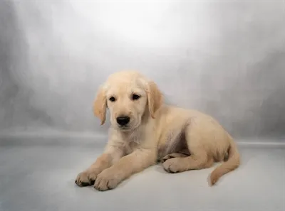Male Golden Retriever puppy for sale at Puppies Plus - Melbourne.
