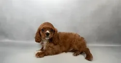 Male Cavalier King Charles Spaniel puppy for sale at Puppies Plus - Melbourne.