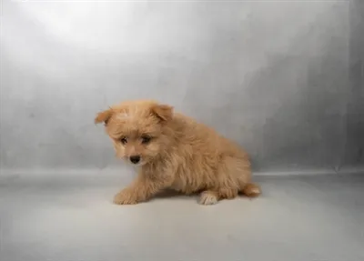 Male Malti-Pom puppy for sale at Puppies Plus - Melbourne.