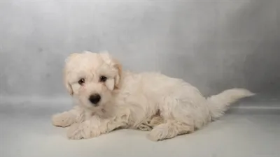 Female Hava-Chon puppy for sale at Puppies Plus - Melbourne.