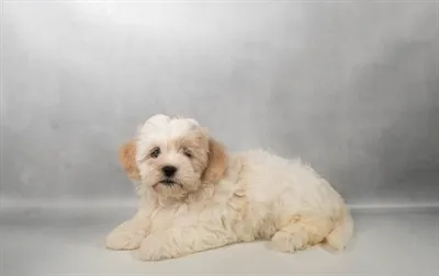 Female Teddy Bear puppy for sale at Puppies Plus - Melbourne.