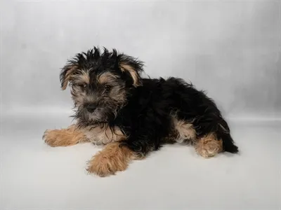 Female Morkie puppy for sale at Puppies Plus - Melbourne.