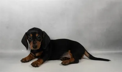 Female Dachshund puppy for sale at Puppies Plus - Melbourne.