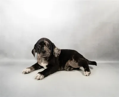 Male Puggle puppy for sale at Puppies Plus - Melbourne.