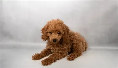 Female Cockapoo puppy for sale at Puppies Plus - Melbourne.