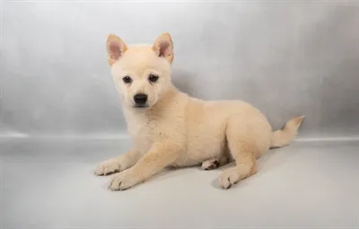 Female Shiba Inu puppy for sale at Puppies Plus - Melbourne.