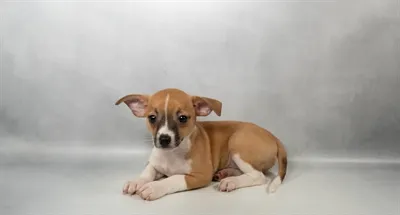 Male Taco Terrier puppy for sale at Puppies Plus - Melbourne.