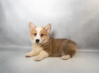 Female Pembroke Welsh Corgi puppy for sale at Puppies Plus - Melbourne.