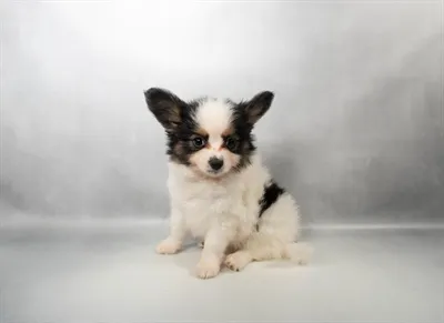 Male Papillon puppy for sale at Puppies Plus - Melbourne.