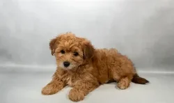 Female Yochon puppy for sale at Puppies Plus - Melbourne.