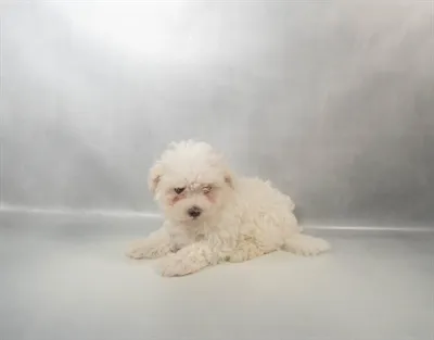 Female Maltese puppy for sale at Puppies Plus - Melbourne.