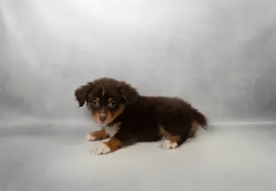 Female Toy Australian Shepherd puppy for sale at Puppies Plus - Melbourne.