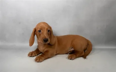 Male Dachshund puppy for sale at Puppies Plus - Melbourne.