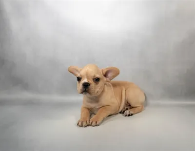 Female French Bulldog puppy for sale at Puppies Plus - Melbourne.