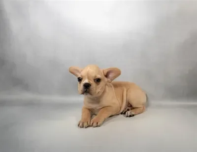 Female French Bulldog puppy for sale at Puppies Plus - Melbourne.