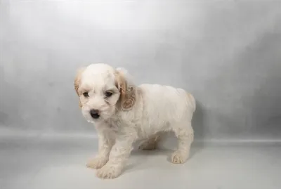 Male Cockapoo puppy for sale at Puppies Plus - Melbourne.