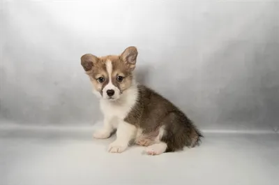 Male Pembroke Welsh Corgi puppy for sale at Puppies Plus - Melbourne.