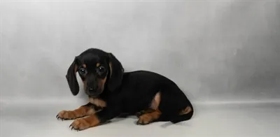 Female Dachshund puppy for sale at Puppies Plus - Melbourne.