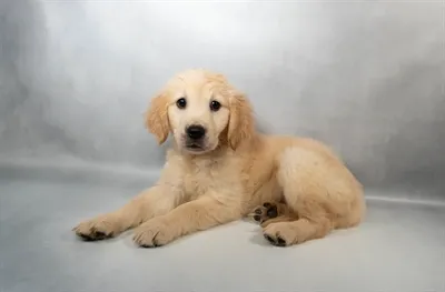 Female Golden Retriever puppy for sale at Puppies Plus - Melbourne.