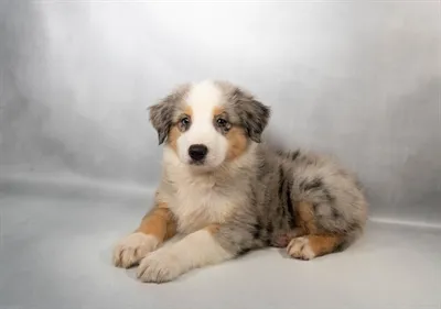 Female Australian Shepherd puppy for sale at Puppies Plus - Melbourne.