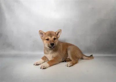 Male Shiba Inu puppy for sale at Puppies Plus - Melbourne.