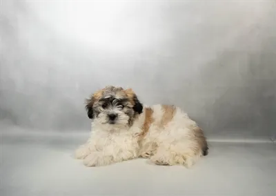 Female La-Chon puppy for sale at Puppies Plus - Melbourne.