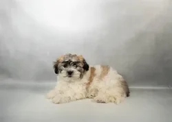 Female La-Chon puppy for sale at Puppies Plus - Melbourne.