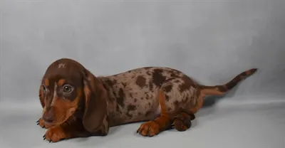 Male Dachshund puppy for sale at Puppies Plus - Melbourne.