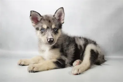 Male Hybrid puppy for sale at Puppies Plus - Melbourne.