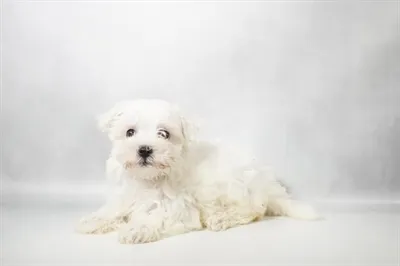 Female Maltese puppy for sale at Puppies Plus - Melbourne.